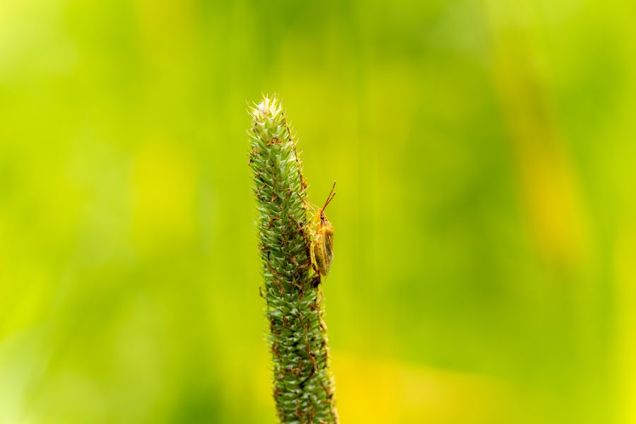 Stink bug