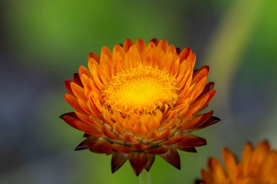 Strawflower