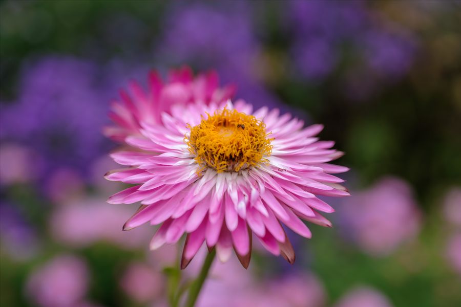 Strawflower, pink