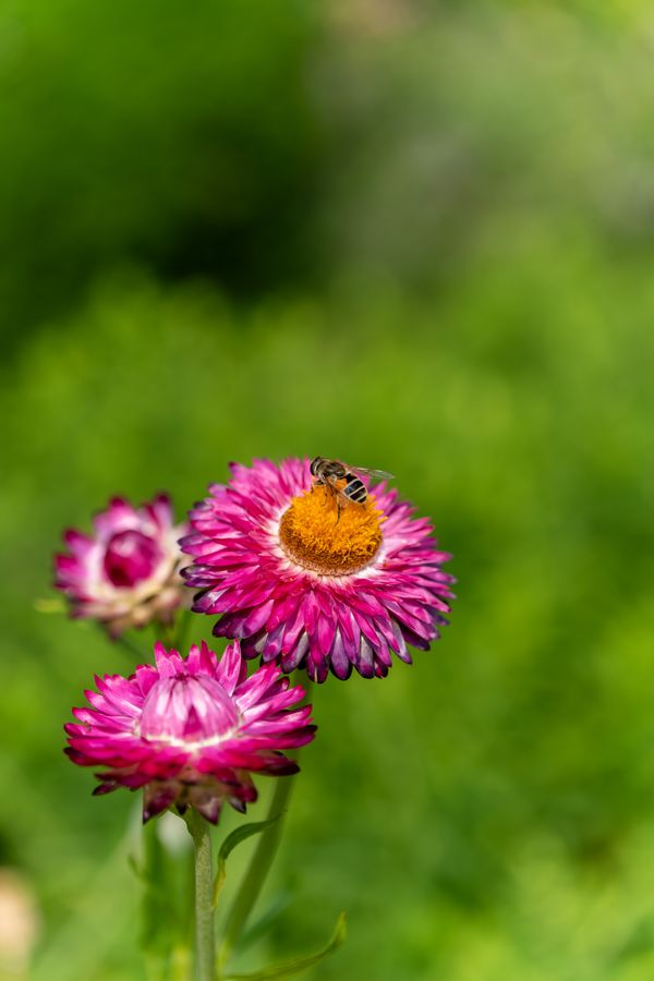 Strawflower