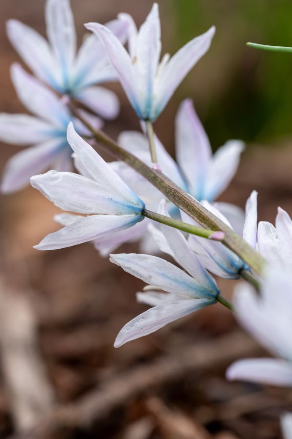 Striped Squill