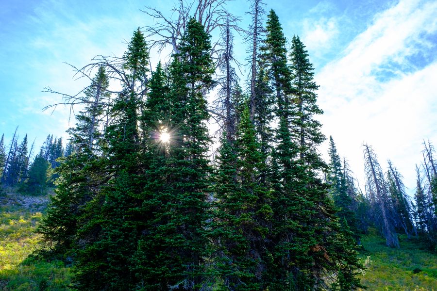 Subalpine firs