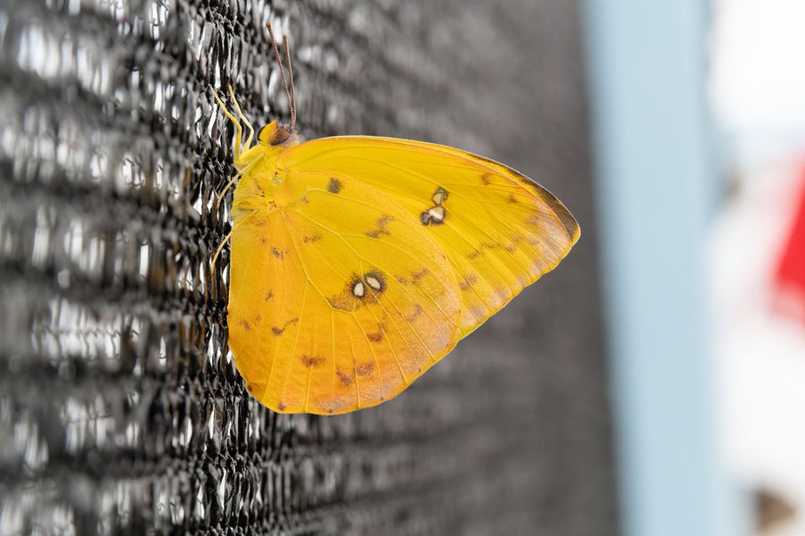 Sulphur butterfly