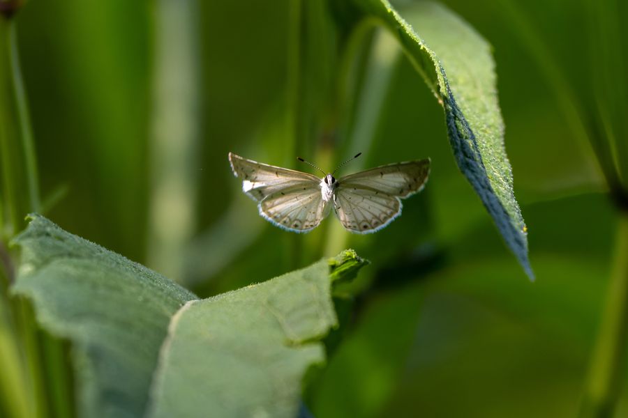 Summer Azure in flight