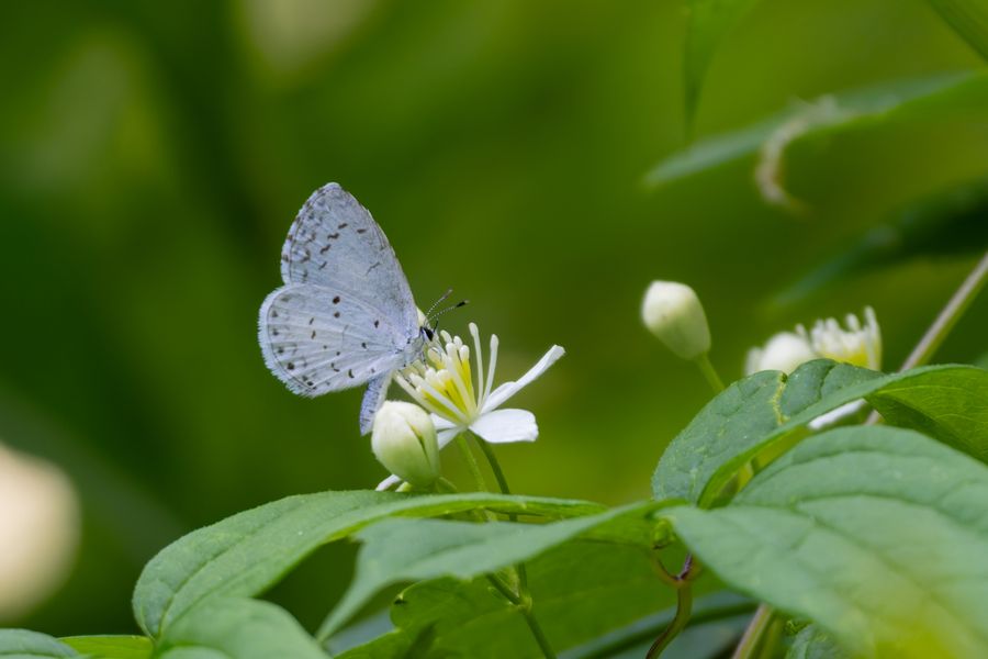 Summer Azure on virgin's bower