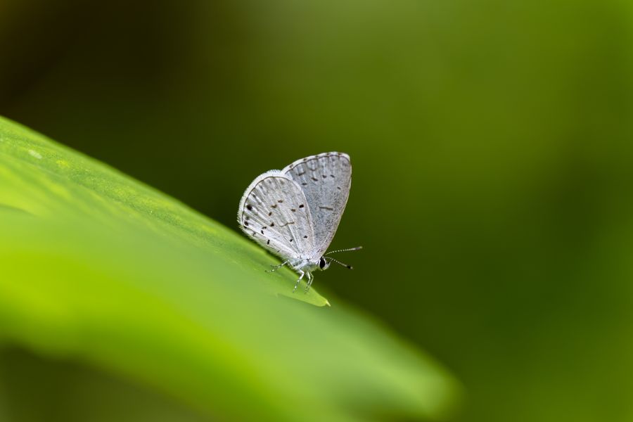 Summer Azure