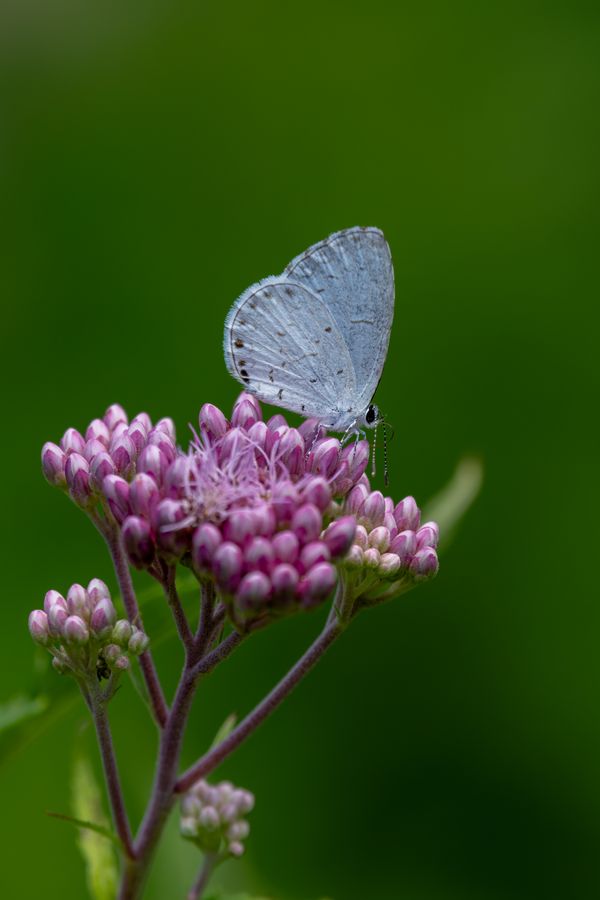 Summer Azure, underwing