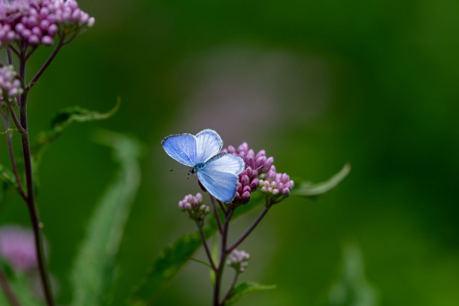 Summer Azure, upperwing