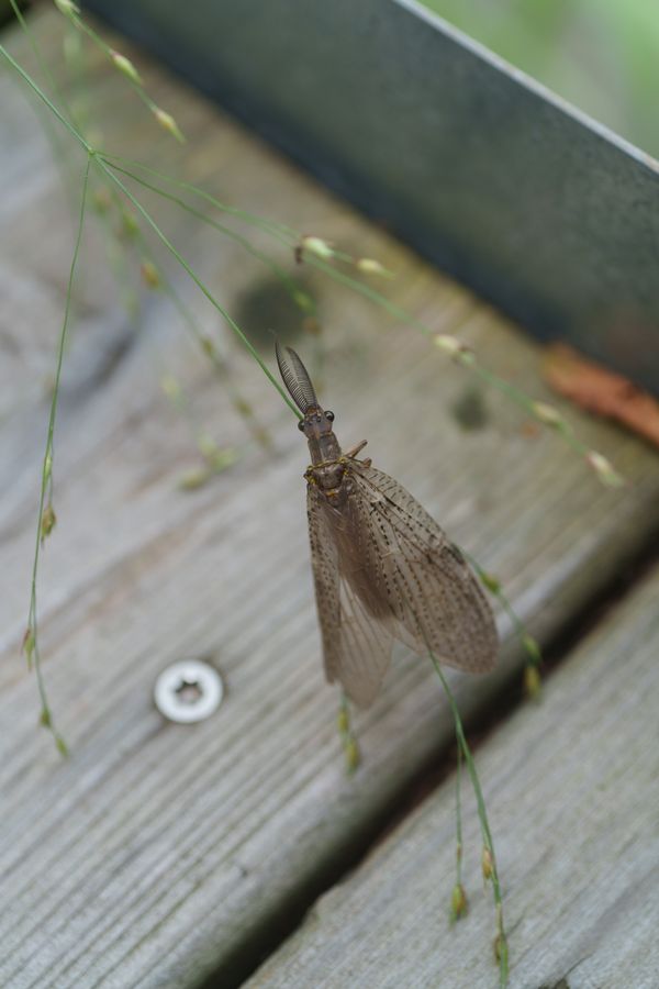 Summer Fishfly