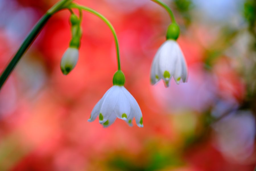 Summer snowflake against azaleas