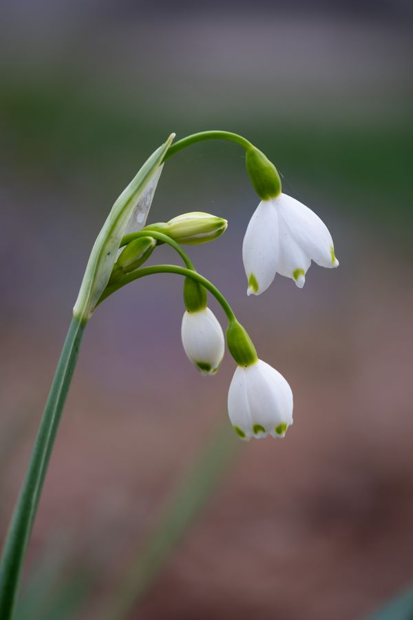 Summer snowflake, in bud
