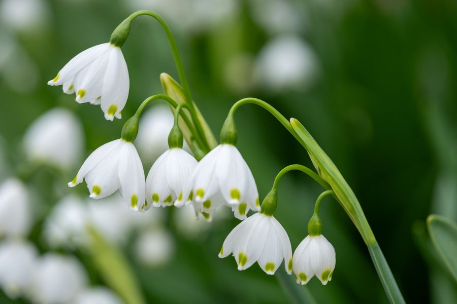 Summer snowflake