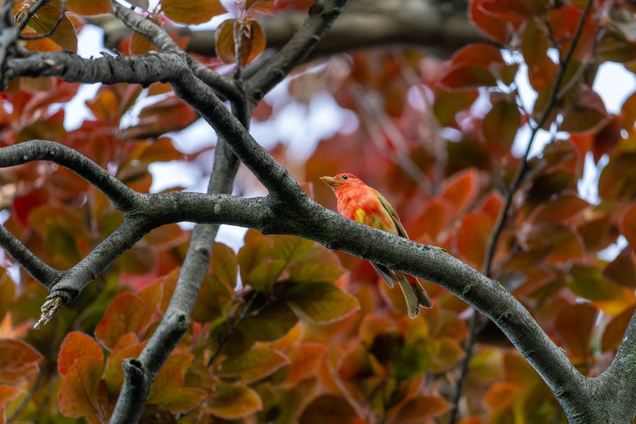 Summer Tanager, second-year male