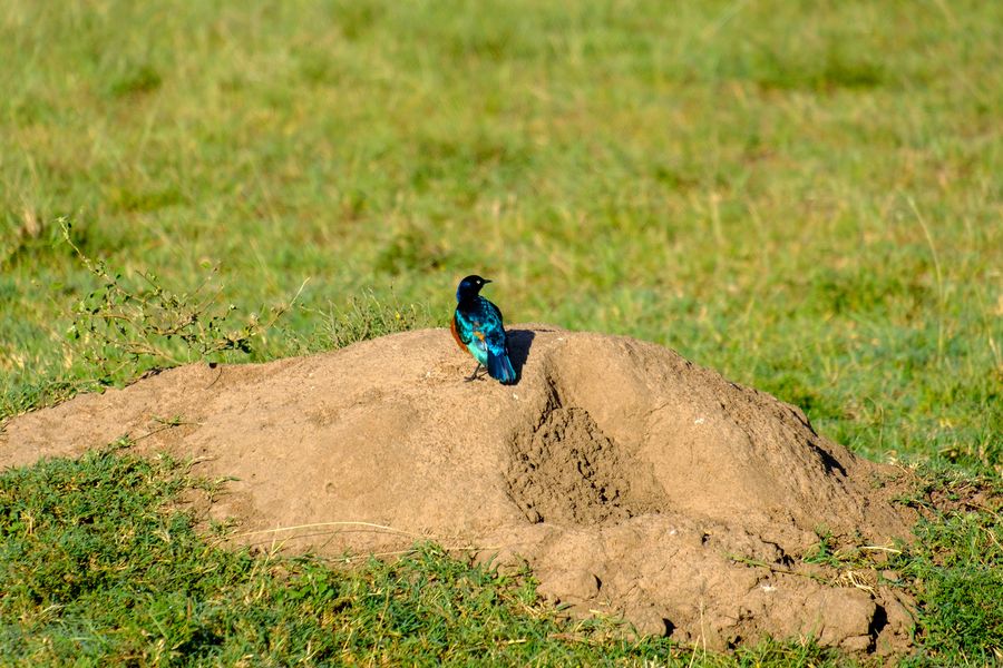 Superb Starling