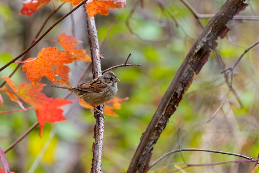 Swamp Sparrow, first winter
