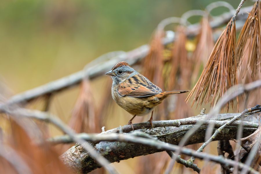 Swamp Sparrow