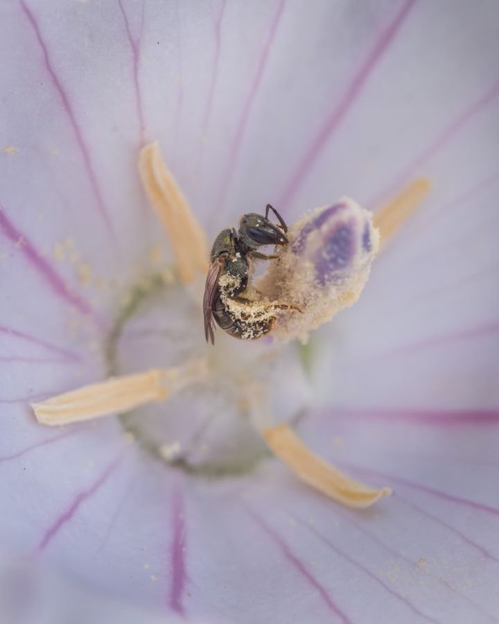 Sweat bee deep in a mallow