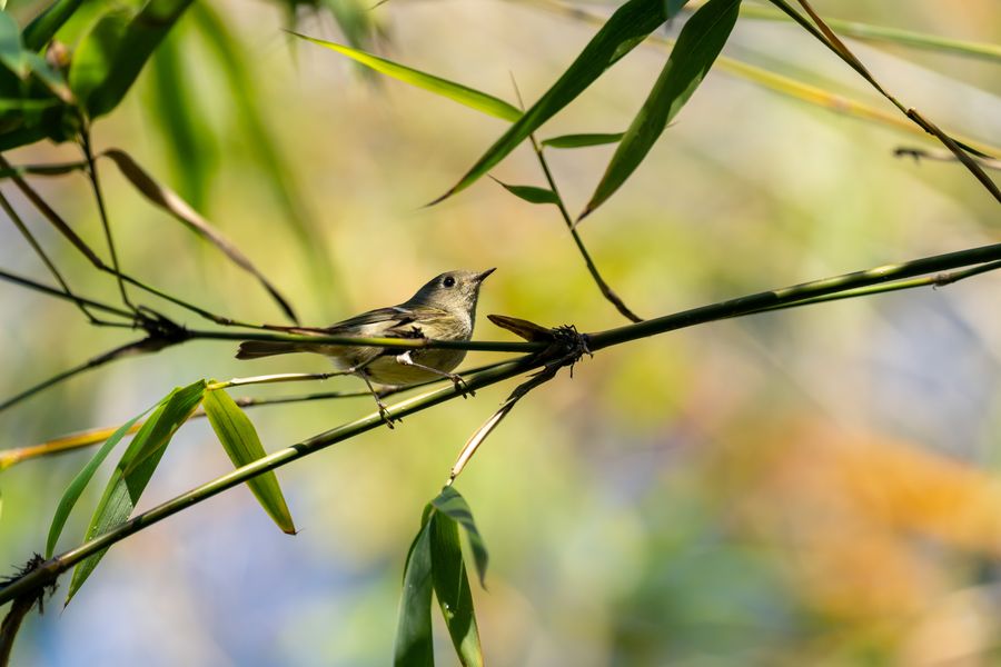 Swinhoe's White-eye, in the shade