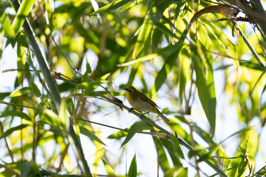 Swinhoe's White-eye