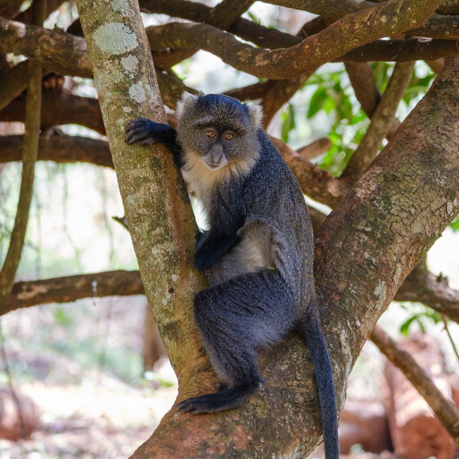 Sykes' Monkey