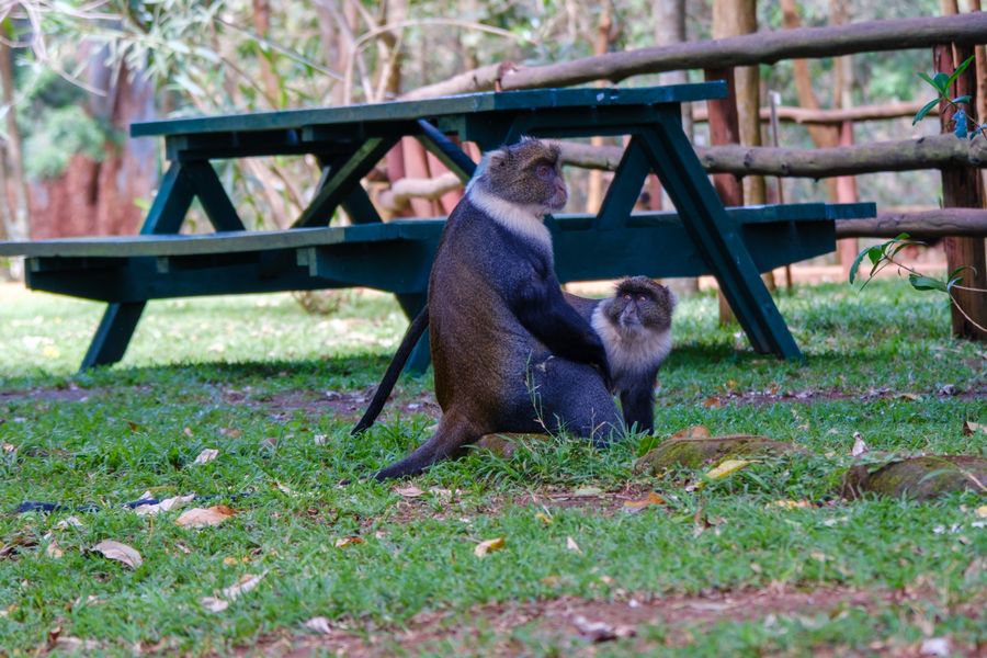 Sykes' Monkey