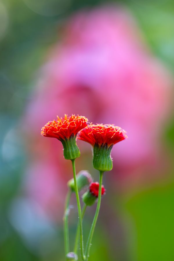 Tassel flower