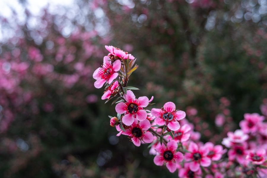 Tea tree in flower