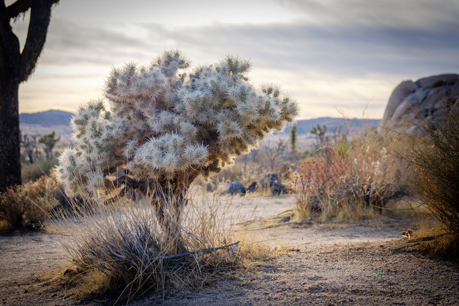 Teddy Bear Cholla