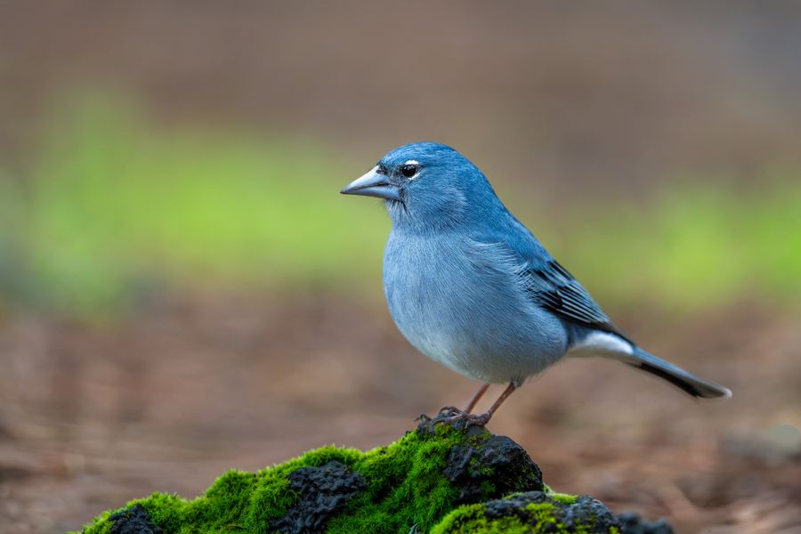 Tenerife Blue Chaffinch