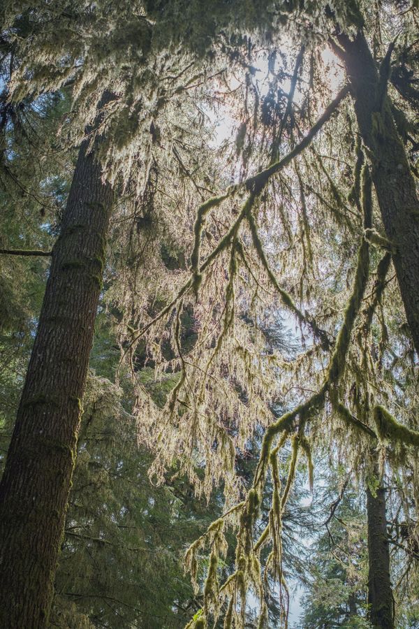 The Hoh Rain Forest