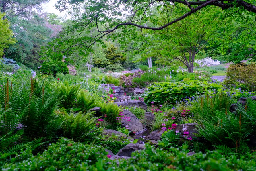 The rock garden in May