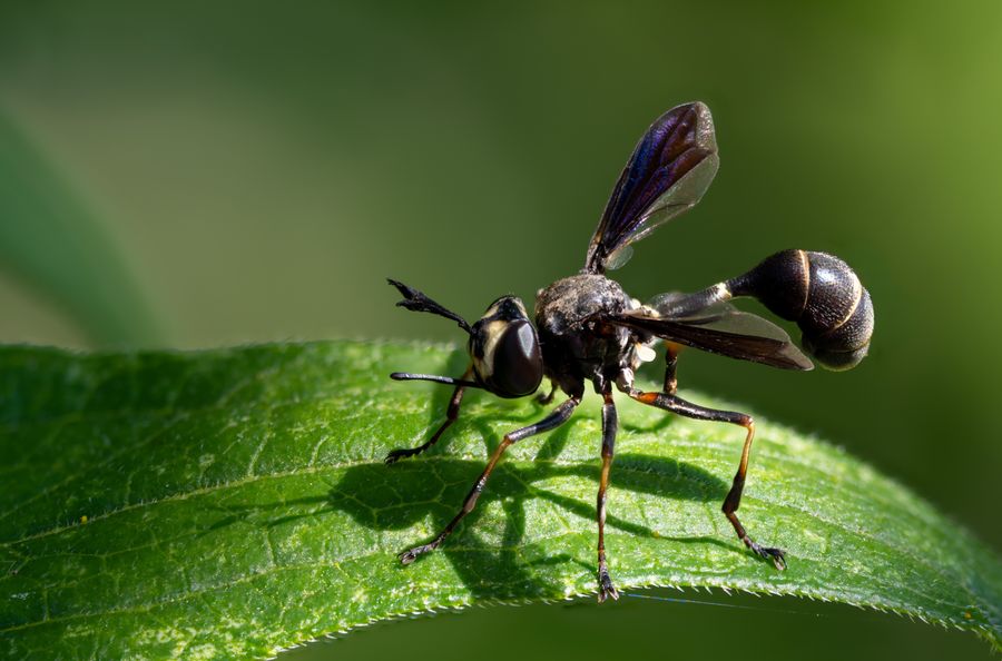 Thick-headed fly