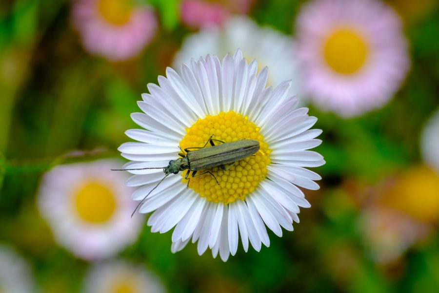 Thick-legged Flower Beetle on a fleabane