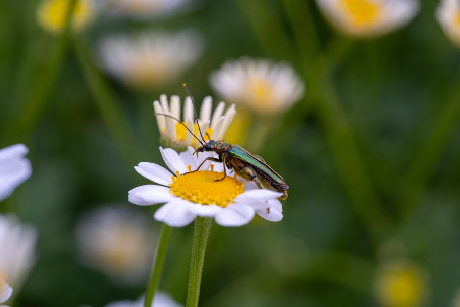 Thick-legged Flower Beetle, on chamomile