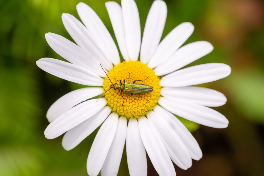 Thick-legged Flower Beetle