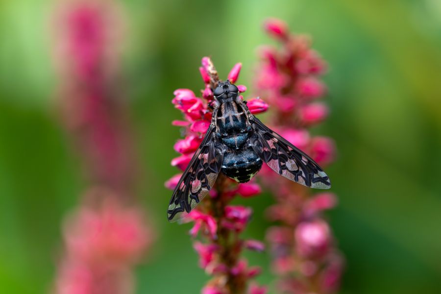 Tiger Bee Fly on persicaria