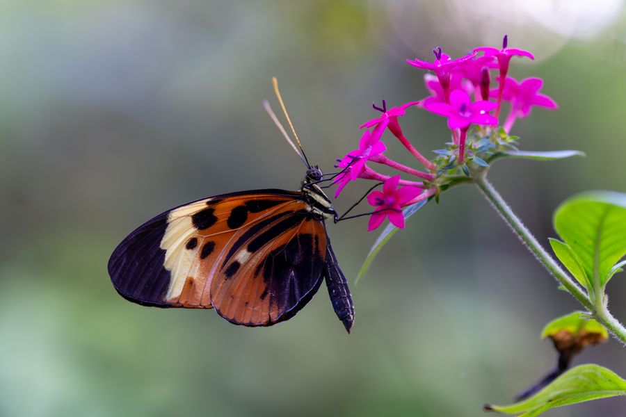 Tiger Longwing on pentas