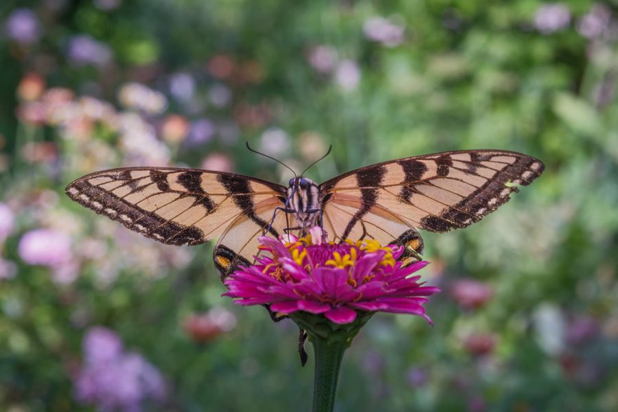 Tiger Swallowtail on a zinnia