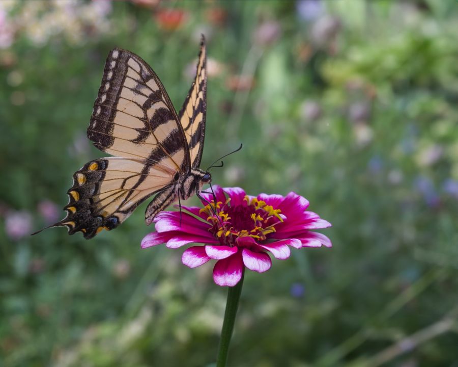Tiger Swallowtail, wings spread