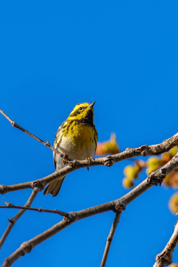 Townsend's Warbler