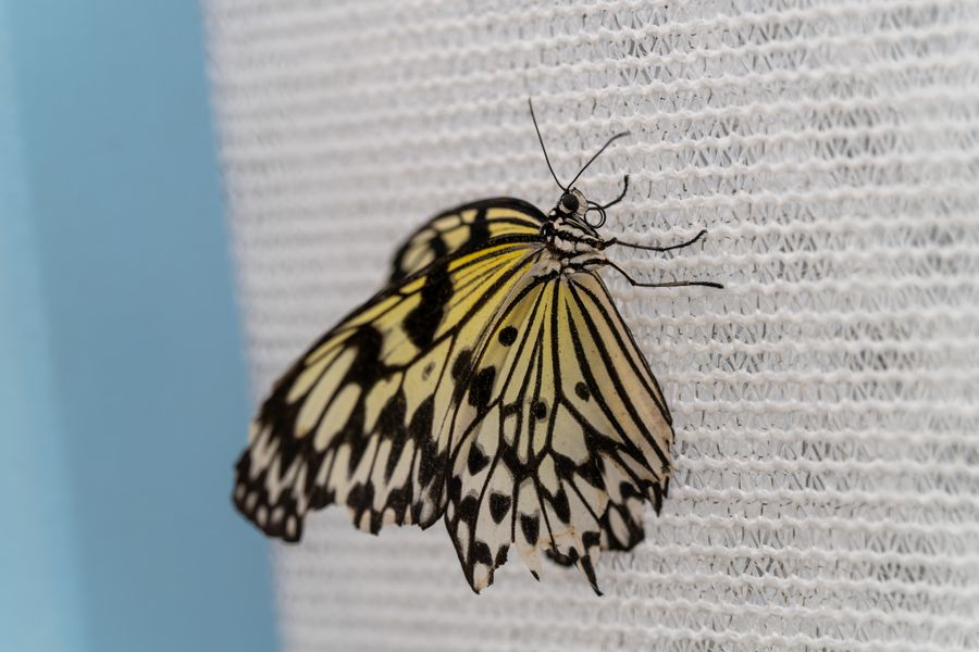 Tree Nymph
