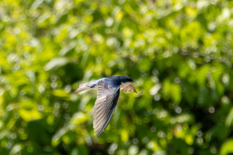 Tree Swallow