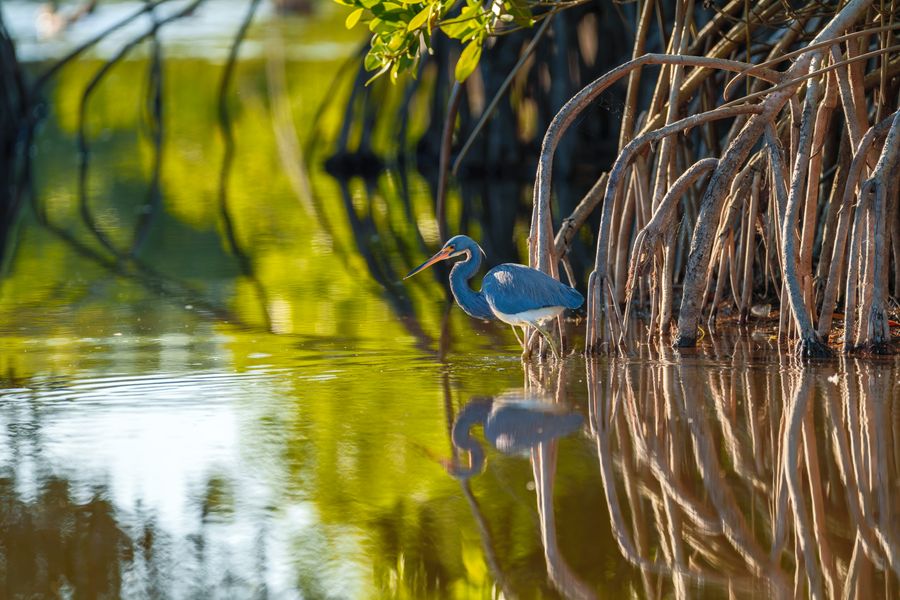 Tricolored Heron at the mangrove roots