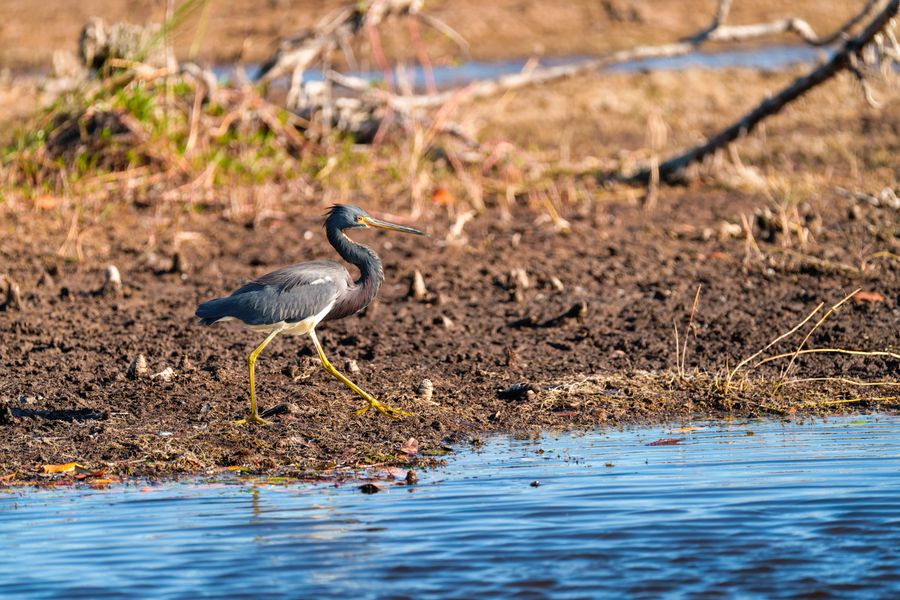Tricolored Heron on the mudflat