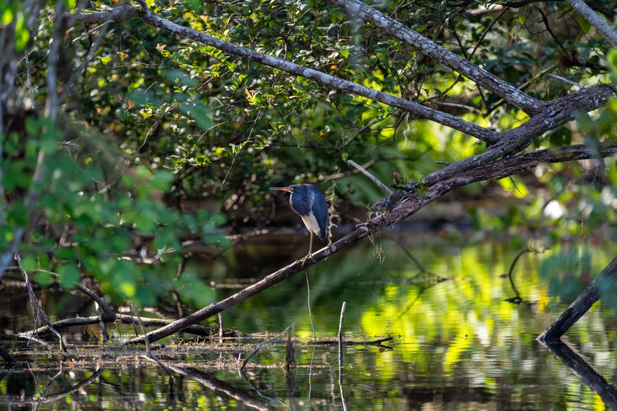 Tricolored Heron over the water