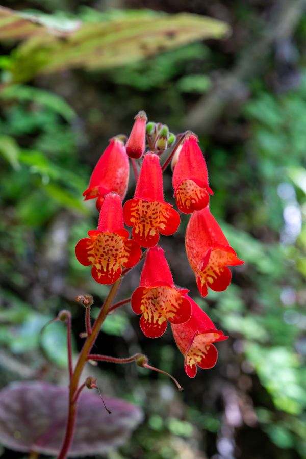 Tropical gesneriad, in flower