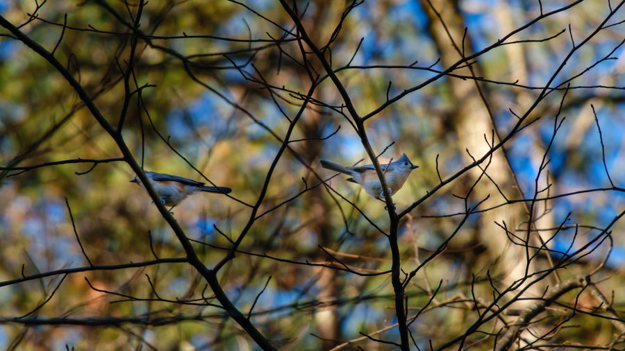 Tufted Titmice