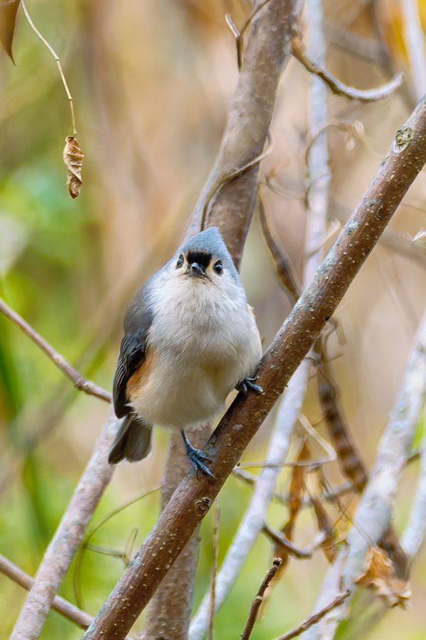 Tufted Titmouse, head-on