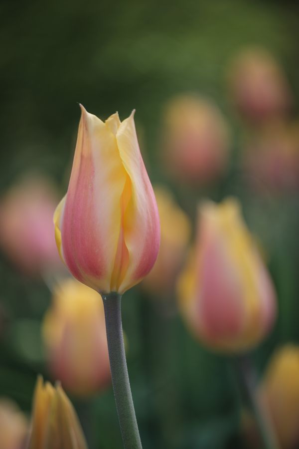 Tulip bud, pink and yellow