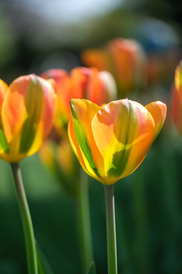 Tulip, flame pattern